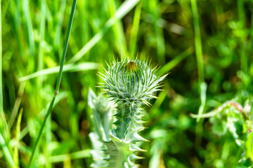 Beautiful growing flower root burdock thistle on background meadow