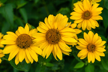 Fine wild growing flower aster false sunflower on background meadow
