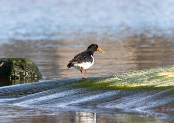 black headed gull on the beach