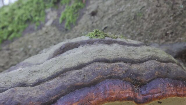 Red banded polypore (Fomitopsis pinicola), on lying deadwood, Velbert, North Rhine-Westphalia, Germany, Europe