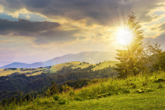 fir tree on the edge of clearing in mountains at sunset. beautiful countryside scenery in evening light