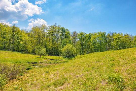 carpathian countryside with forested hills. wide grassy glade surrounded by beech forest. antalovecka poljana, ukraine