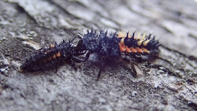 Asiatischer Marienkaefer (Harmonia axyridis), Larve, Kannibalismus, grausam, die grosse Larve toetet die kleine, Berlin, Deutschland