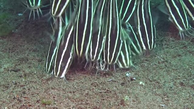 Gestreifter Korallenwels (Plotosus lineatus) beim Fressen, Schwarm, giftig, Korallendreieck, Indopazifik, Negros, Philippinen