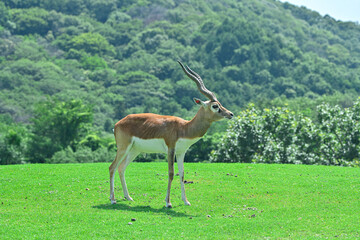 綺麗な草原に生息するブラックバック