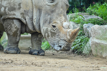 Obraz premium サイのポートレート写真