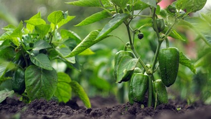 A green pepper thrives in the garden, showcasing its vibrant color and promising a flavorful harvest.