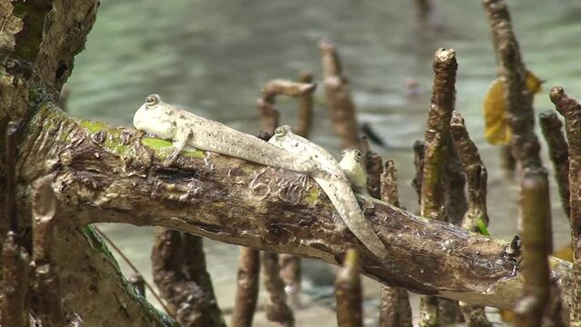 Silberlinien Schlammspringer (Periophthalmus argentilineatus) sitzen auf Mangroven, Insel Curieuse, Seychellen, Ost Afrika