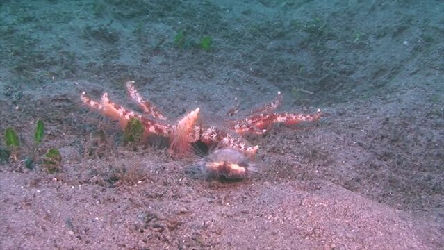 Prachtseestern, (Luidia magnifica), Seestern, 10 Arme, rennt, schnell, Korallendreieck, Indopazifik, Negros, Philippinen