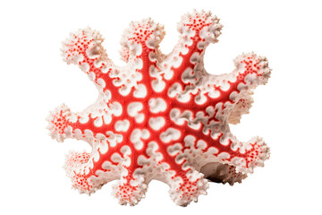 Coral on transparent background (PNG). Generative AI.