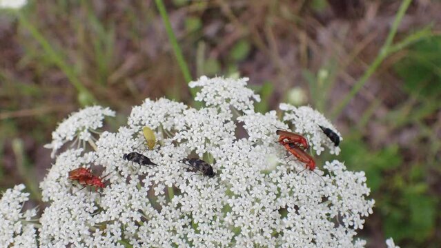 Artenvielfalt, Bluete der Wilden Karotte (Daucus carota), viele Kaefer, zwei Paare des roten Weichkaefers (Daucus carota), Cteniopus sulphureus und andere, Berlin, Deutschland