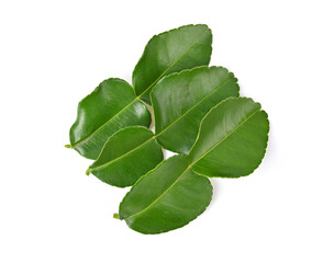 Group of Bergamot or kaffir lime leaves isolated on white background. Top view