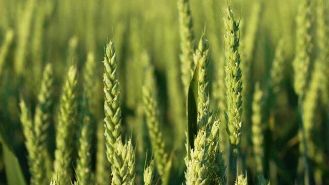Young green ears of wheat. Grain crops field grows for bread. Traditional farming. Work in agronomic farm for making business and production organic eco bio food