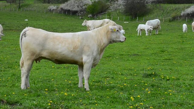 Charolais cattle on pasture in southern Scania, Sweden, Scandinavia, Europe