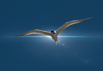 Tern in Flight