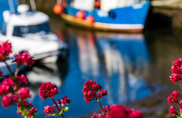 Scottish harbour with flowers and boat reflections in the water