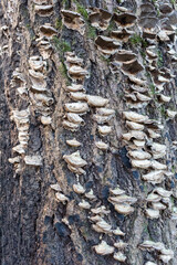 toadstool mushrooms on a tree..
