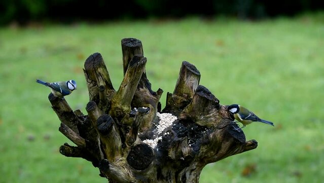 Blue tits (Cyanistes caeruleus) Coal tits and eurasian jay (Garrulus glandarius) eat peanuts (Arachis hypogaea) in the garden