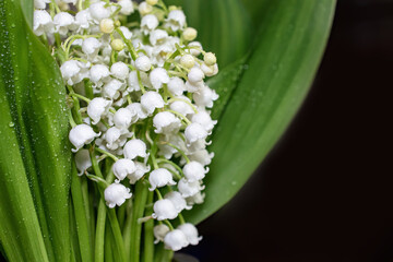 bouquet of beautiful lily of the valley flowers with transparent water drops, selective focus