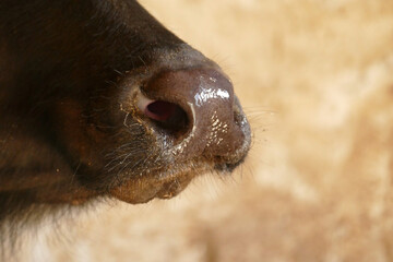 Close-up of the nose and nostrils of a tied domestic buffalo in a barn