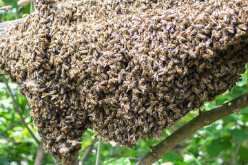 bees on a branch