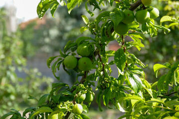 plum tree and immature plums on it, raw plums on the tree,