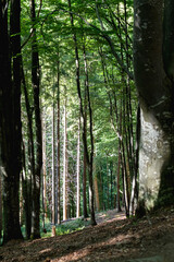 Obraz premium beech forest