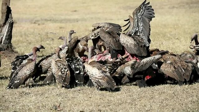 Vultures (Accipitriformes) eat the redds of a water buffalo (Bubalus arnee), Kenya, Africa