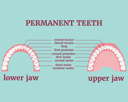 Permanent teeth and their varieties. Medical poster with description. Vector illustration