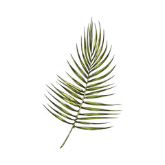 Hand drawn green palm leaf sketch style, vector illustration