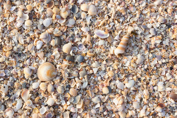 shellfish scrap on the beach