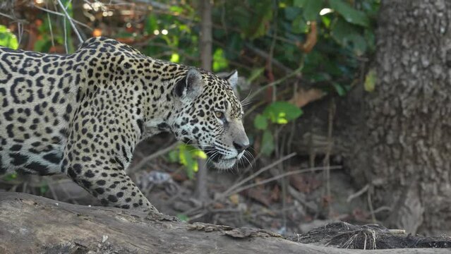 Video Jaguar (Panthera Onca), Matto Grosso do Sul, Pantanal, Brazil, South America