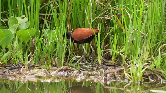 Video Slow Motion wattled jacana (Jacana jacana) foraging, Pantanal, Mato Grosso do Sul, Brazil, South America