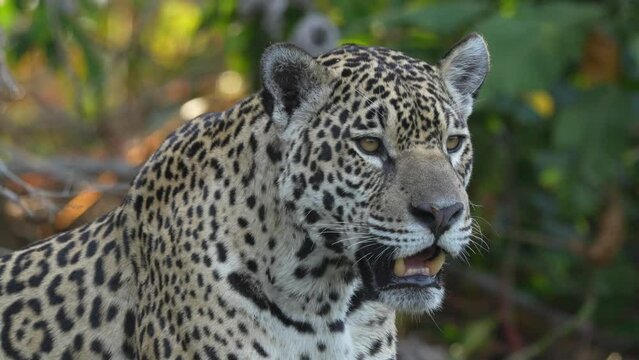 Video Jaguar (Panthera Onca), Matto Grosso do Sul, Pantanal, Brazil, South America