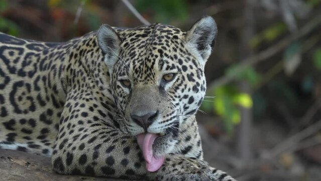 Video Jaguar (Panthera Onca) licking itself, Matto Grosso do Sul, Pantanal, Brazil, South America
