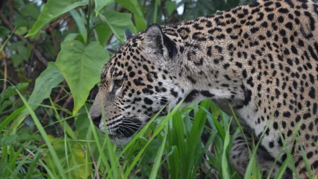 Video Jaguar (Panthera Onca), Matto Grosso do Sul, Pantanal, Brazil, South America