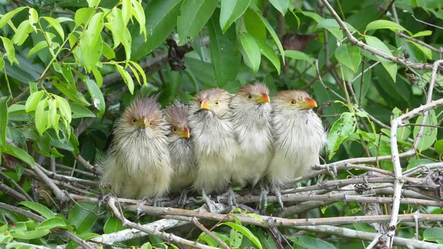 Video Group of guira cuckoo (Guira guira), on the Rio Negro, Mata Grosso, Pantanal, Brazil, South America