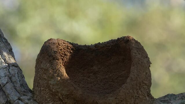 Video Rusty rufous hornero (Furnarius rufus), building a nest in a tree, Mata Grosso, Pantanal, Brazil, South America