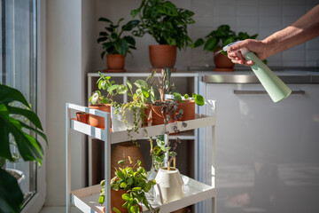 Man spraying sprouts of plant in terracotta pot. Male hand sprays water on small houseplant in flowerpot, humidifies air around leaves. Greenery at home, indoor gardening. Plant care, hobby.