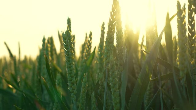 Green sprouts of high yield wheat on field at summer evening. Slow motion. Wheat cultivation, agribusiness. Seedlings of young growing shoots. Work in agronomic farm for making business and production