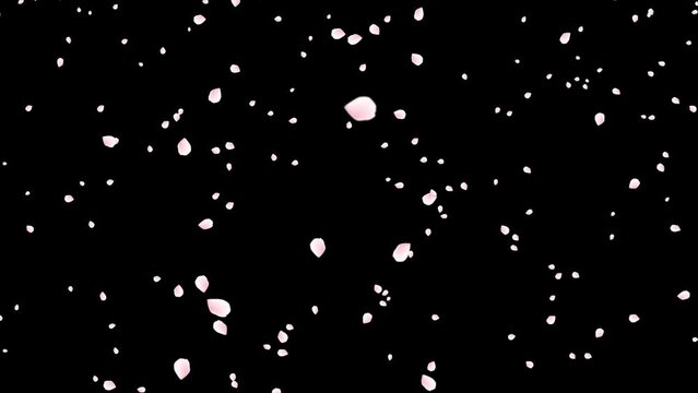 Cherry Blossom(Sakura) Petals Falling With Alpha Channel For Overlays