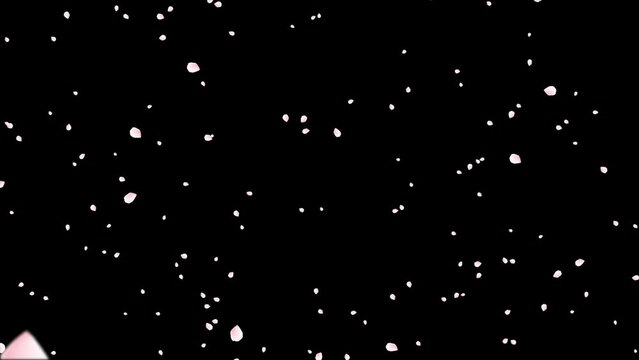 Cherry Blossom(Sakura) Petals Falling with alpha channel for overlays