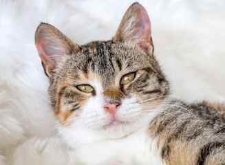 Pet animal; cute cat indoor