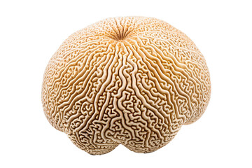 Coral on transparent background (PNG). Generative AI.