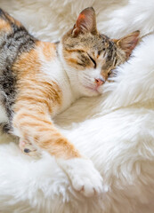 Obraz na płótnie Canvas Pet animal; cute cat indoor