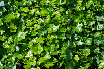 Fototapeta na wymiar Lush green leaves of common ivy plant growing in countryside
