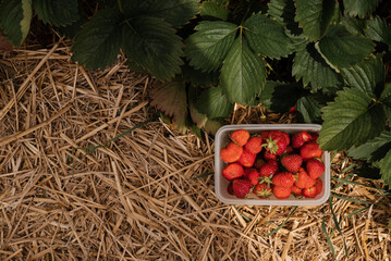 collected strawberries on the field against the background of leaves