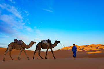 Morocco. Merzouga. Camel caravan through the sand dunes in the Sahara Desert