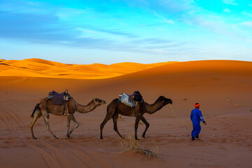 Morocco. Merzouga. Camel caravan through the sand dunes in the Sahara Desert
