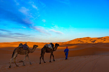 Fototapeta na wymiar Morocco. Merzouga. Camel caravan through the sand dunes in the Sahara Desert
